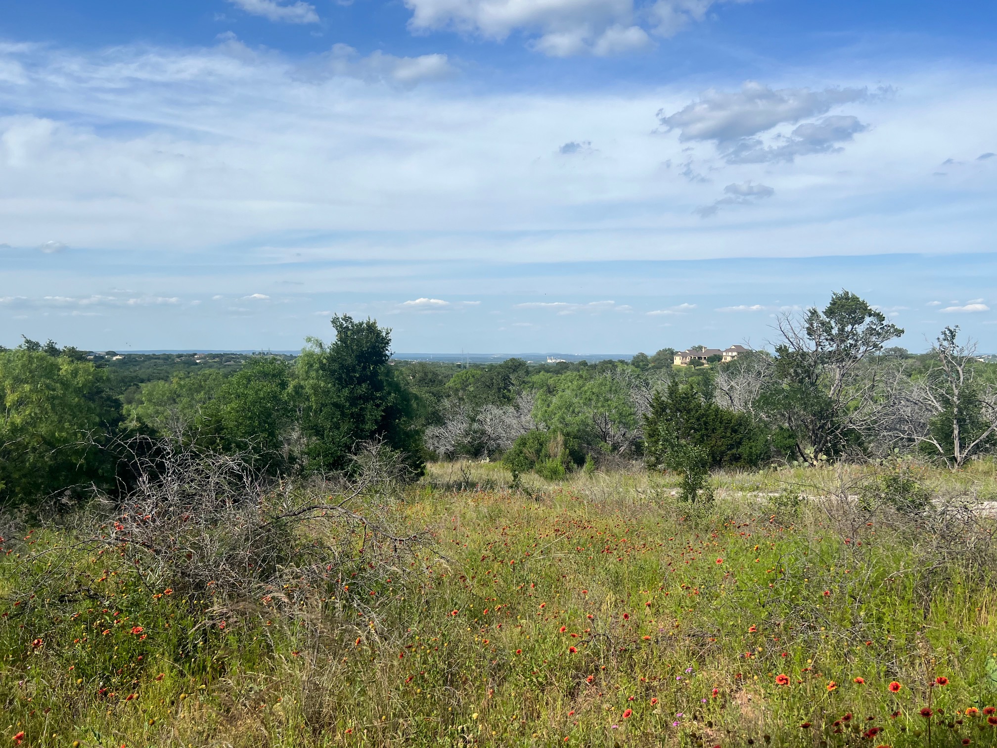 Scenic view of the horizon with trees and wildflowers in the foreground in Horseshoe Bay, Texas. 